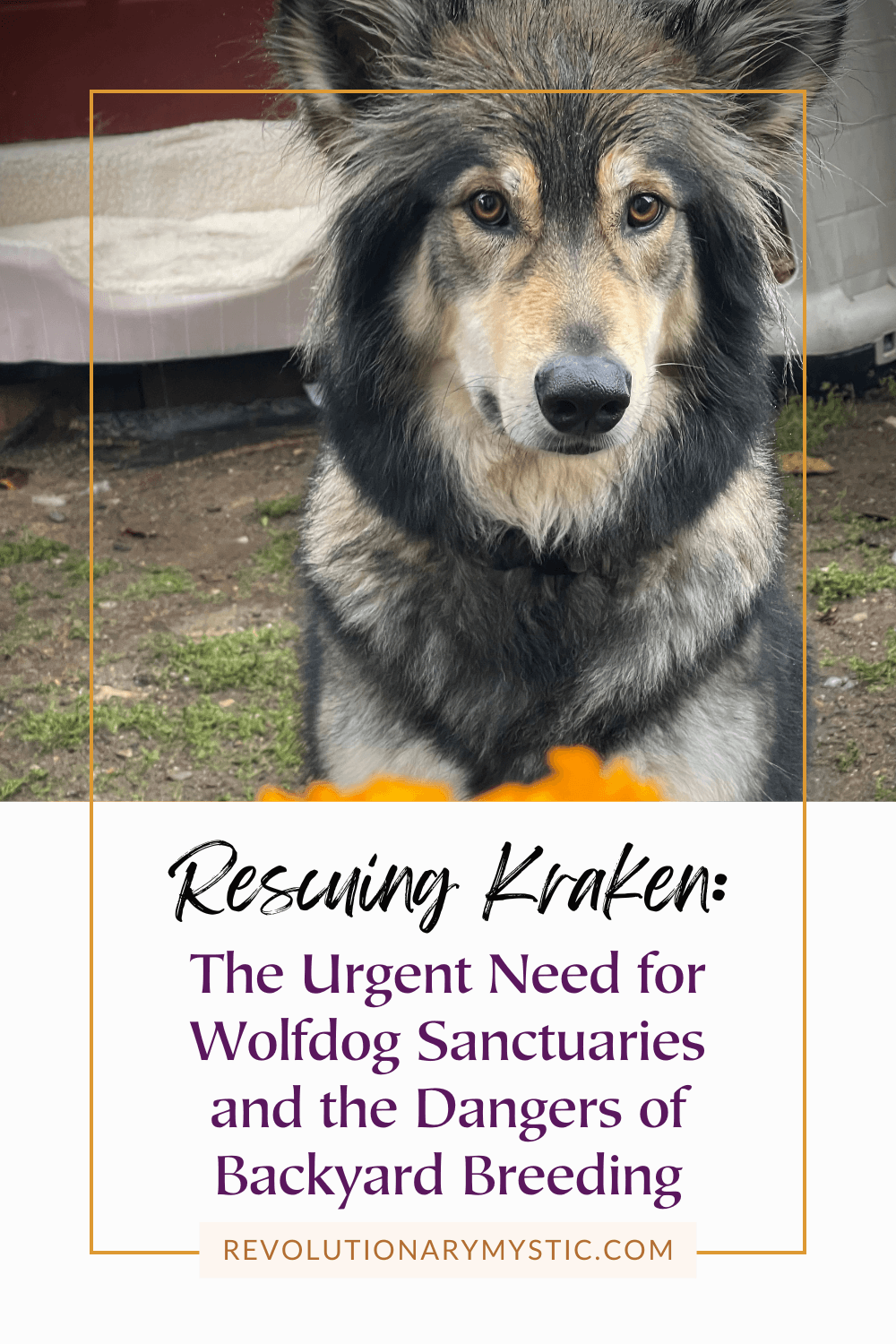 Rescuing Kraken: The Urgent Need for Wolfdog Sanctuaries and the Dangers of Backyard Breeding