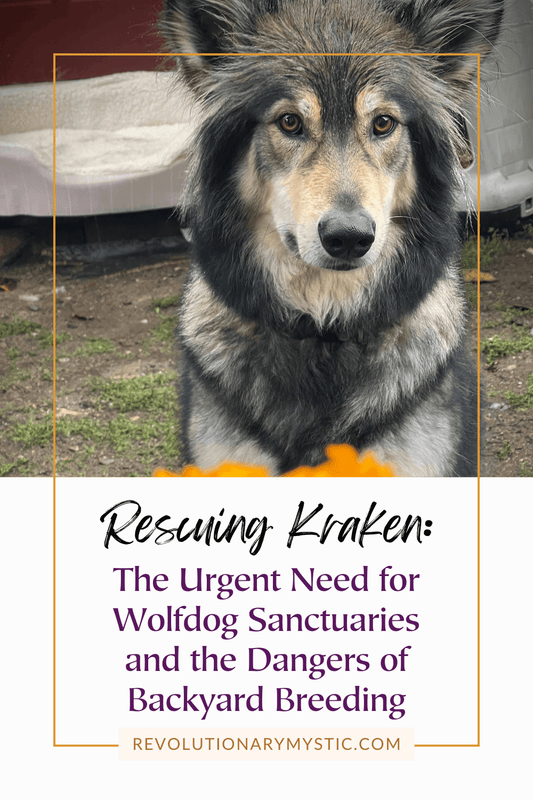 Rescuing Kraken: The Urgent Need for Wolfdog Sanctuaries and the Dangers of Backyard Breeding