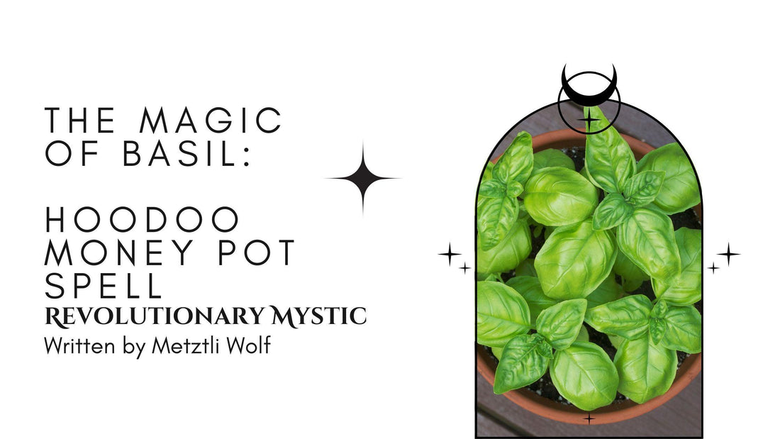 The Magic of Basil: Hoodoo Money Pot Spell - Revolutionary Mystic